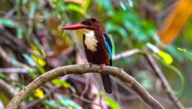 Bird at Nam Cat Tien National